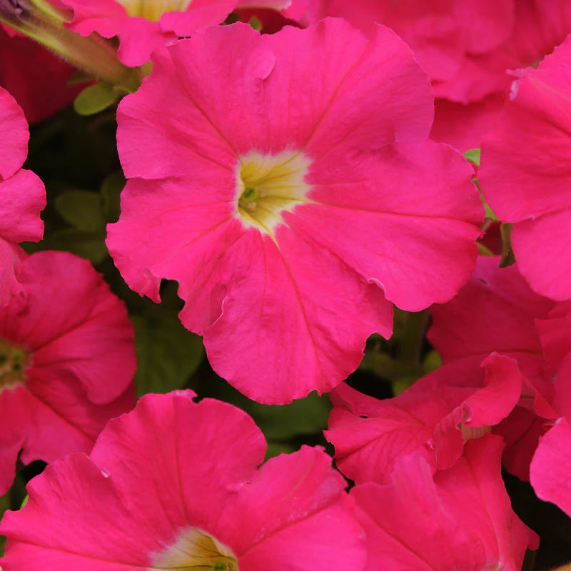 Cerise Pink Petunia Flower seeds for Planting - Seasonal Bloomer, Heirloom & GMO Free Seeds for Home Garden