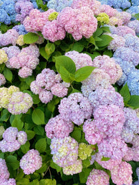 Pastel Rainbow Hydrangea Flower seeds for Planting - Long Bloom Season, Heirloom & GMO Free Seeds for Home Garden