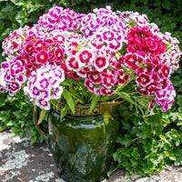 Red William Flower seeds for Planting - Compact Growth, Heirloom & GMO Free Seeds for Home Garden