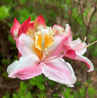 Western Azalea Flower seeds for Planting Bright Blooms Heirloom & GMO Free Seeds for Home Garden