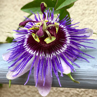 Purple Passiflora Flower seeds for Planting - Sun Loving, Heirloom & GMO Free Seeds for Home Garden