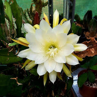 Yellow Nopalxochia Flower seeds for Planting Vibrant Colors Heirloom & GMO Free Seeds for Home Garden