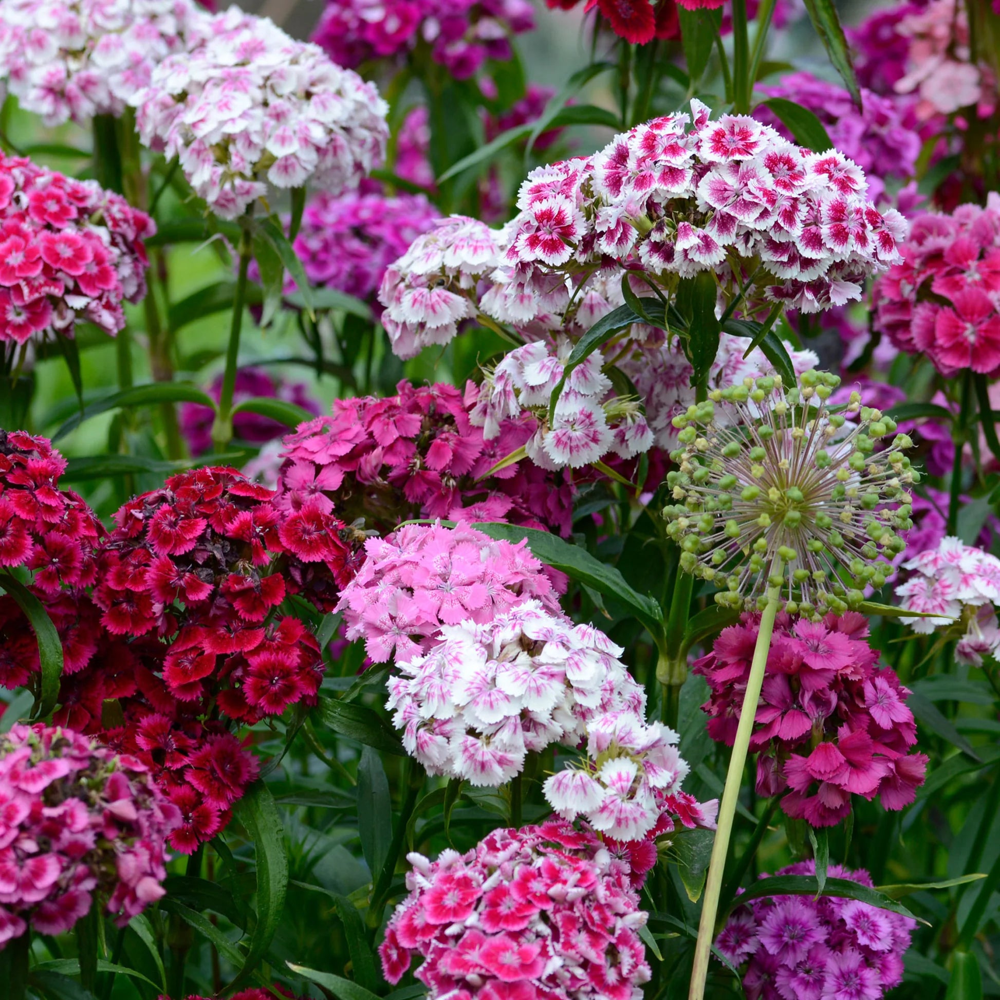 Mixed Williams Flower seeds for Planting - Vibrant Colors, Heirloom & GMO Free Seeds for Home Garden