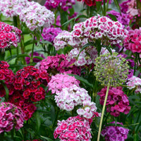 Mixed Williams Flower seeds for Planting - Vibrant Colors, Heirloom & GMO Free Seeds for Home Garden