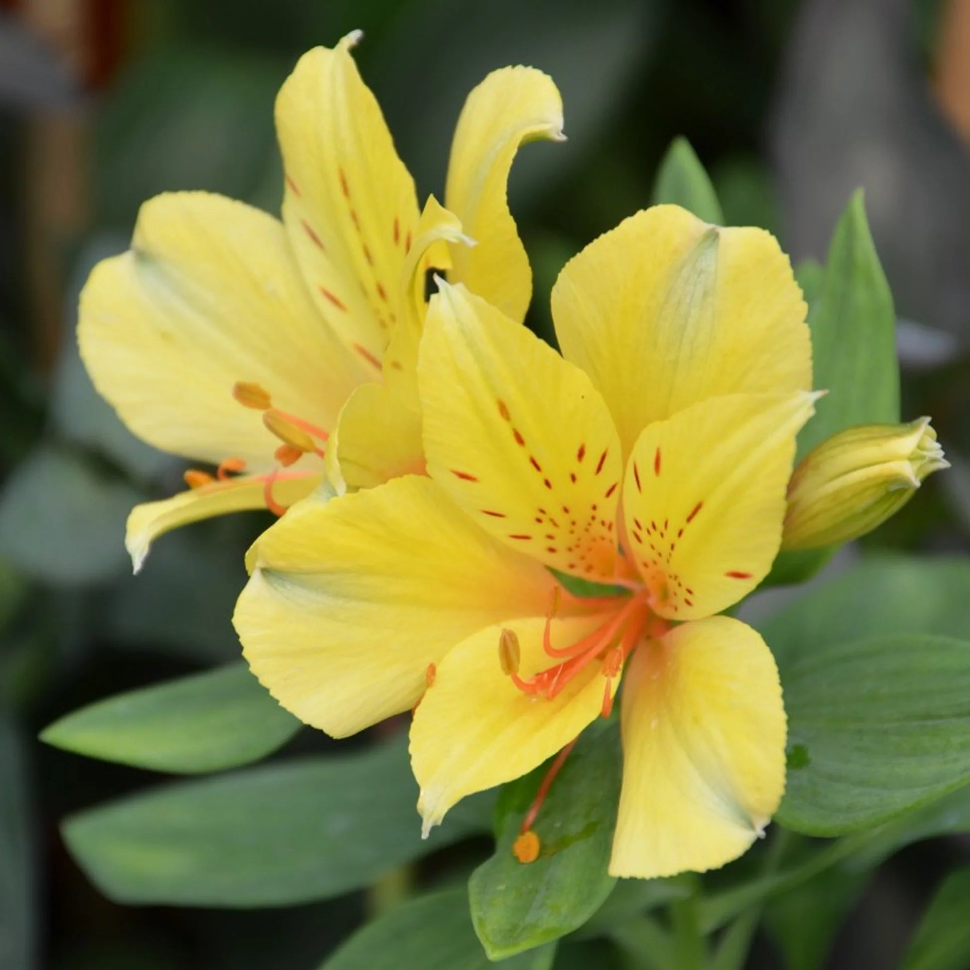 Yellow Alstroemeria Flower seeds for Planting - Vibrant Colors, Heirloom & GMO Free Seeds for Home Garden