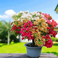 Bougainvillea Mixed Colors Flower Seeds for Planting
