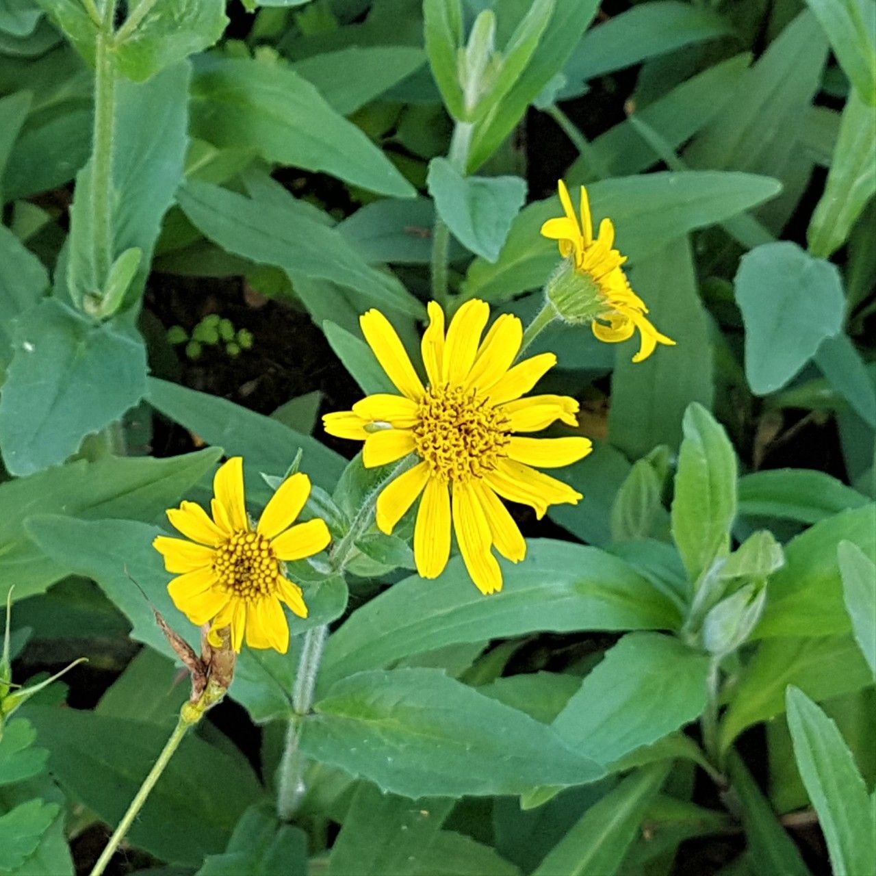 Yellow Meadow Arnica Flower Seeds for Planting - Brighten Your Garden with Vibrant Blooms