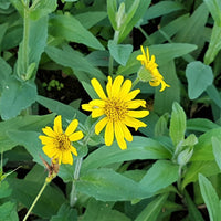 Yellow Meadow Arnica Flower Seeds for Planting - Brighten Your Garden with Vibrant Blooms