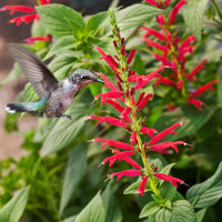 Pineapple Sage Flower seeds for Planting Long Bloom Season Heirloom & GMO Free Seeds for Home Garden 
 
 Sale