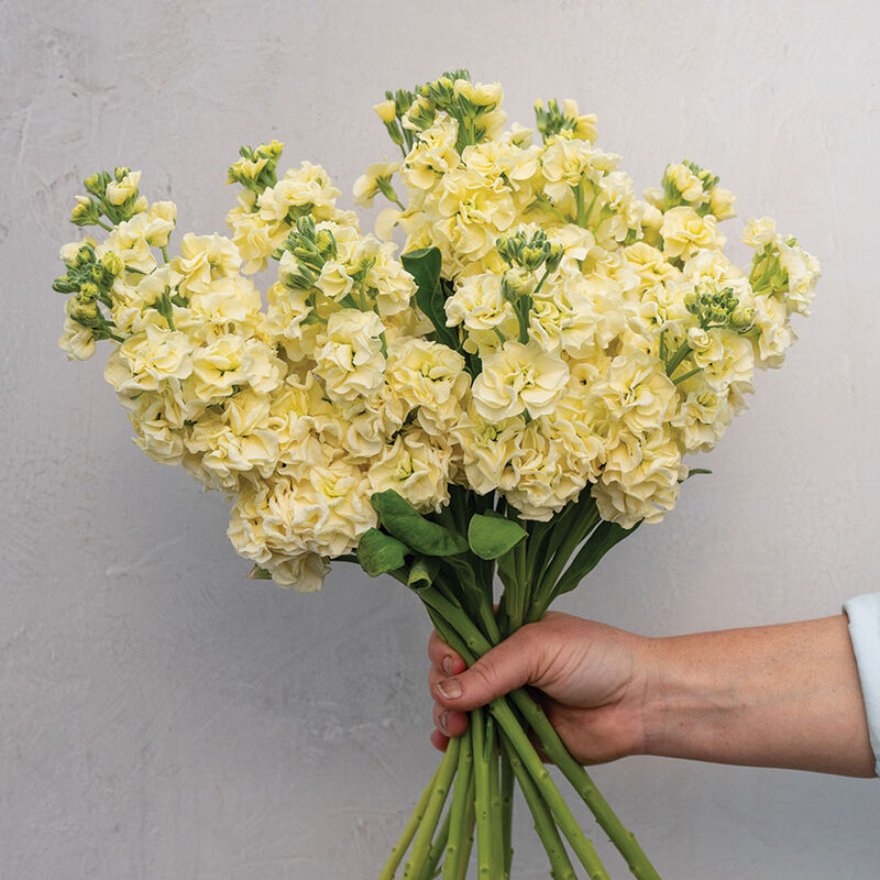 Matthiola Incana Flower seeds for Planting Cut Flower Favorite Heirloom & GMO Free Seeds for Home Garden