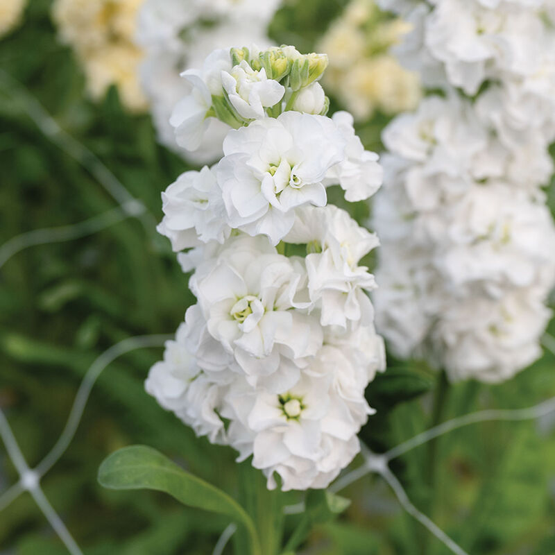 White Evening Stock Flower seeds for Planting - Fragrant Blossoms, Heirloom & GMO Free Seeds for Home Garden