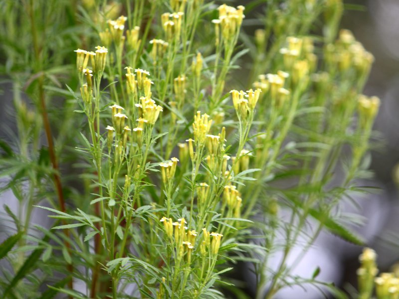 Yellow Tagetes Minuta Flower seeds for Planting - Drought Tolerant, Heirloom & GMO Free Seeds for Home Garden