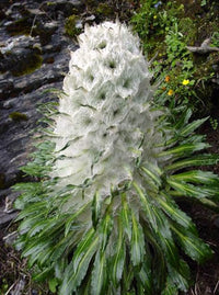 Saussurea Flower seeds for Planting Premium Quality Heirloom & GMO Free Seeds for Home Garden 
 
 Sale