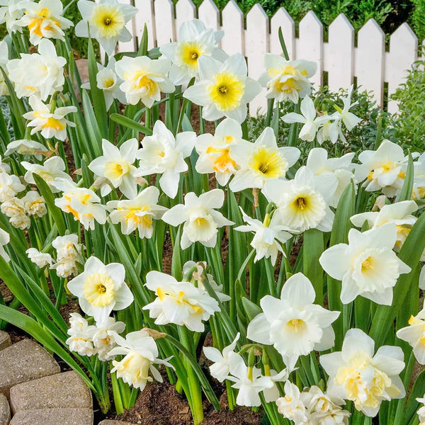 White Daffodil Flower Seeds for Planting Long Bloom Season Heirloom & GMO Free Seeds for Home Garden
 
 Sale