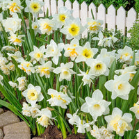 White Daffodil Flower Seeds for Planting Long Bloom Season Heirloom & GMO Free Seeds for Home Garden
 
 Sale