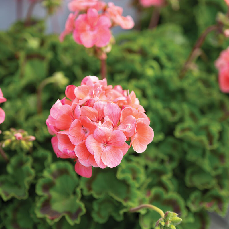 Orange Geranium Maverick Flower seeds for Planting Premium Quality Heirloom & GMO Free Seeds for Home Garden
 
 Sale