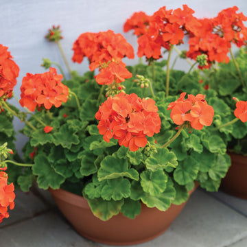 Light Orange Geranium Perennial Flower Seeds for Planting Compact Growth Heirloom & GMO Free Seeds for Home Garden
 
 Sale