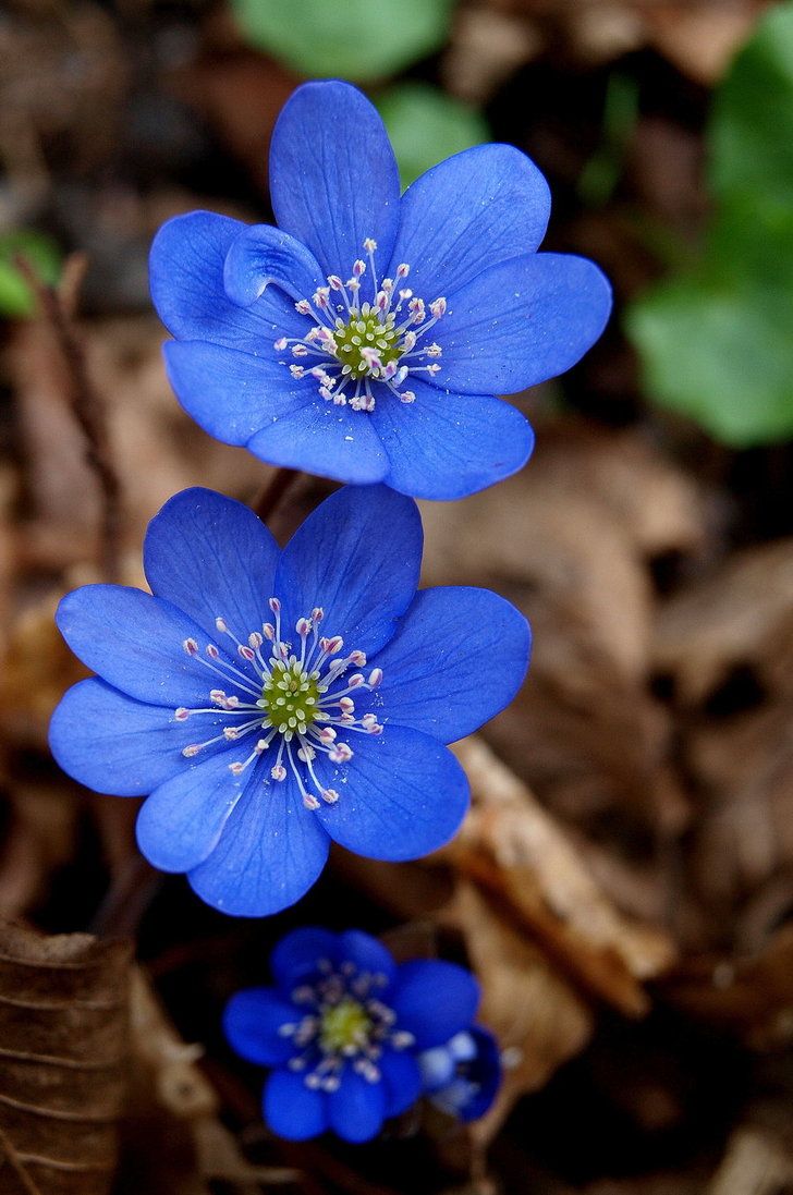 Hepatica Nobilis Flower seeds for Planting - Cut Flower Favorite, Heirloom & GMO Free Seeds for Home Garden