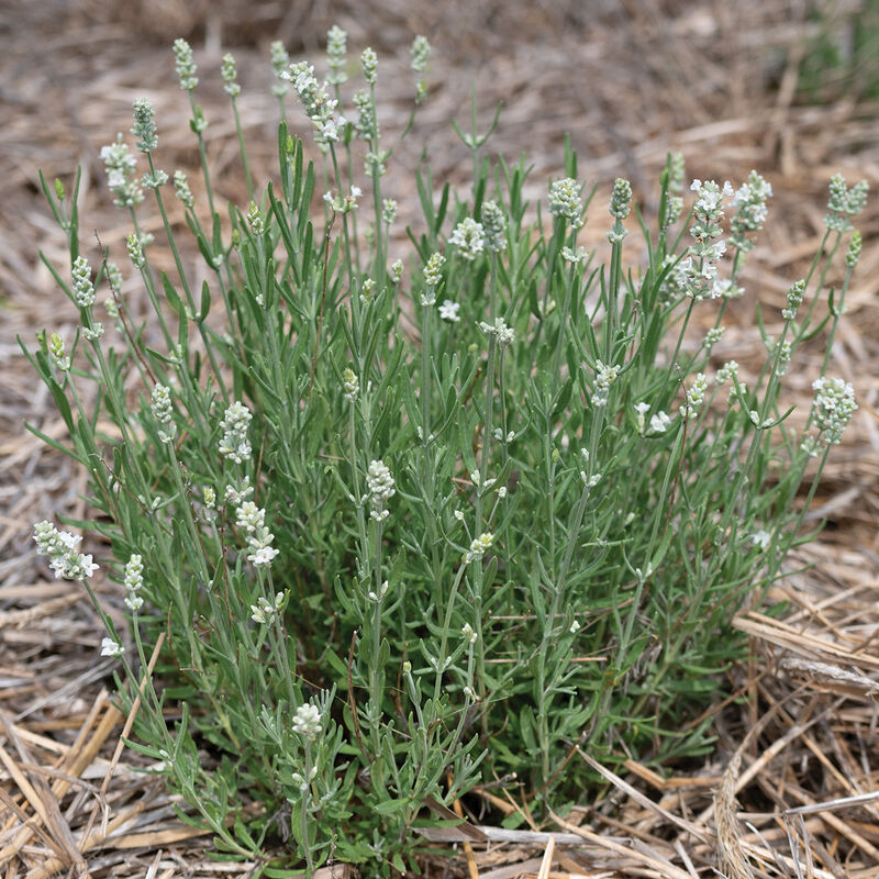 White Lavender Ellagance Flower seeds for Planting - Premium Quality, Heirloom & GMO Free Seeds for Home Garden