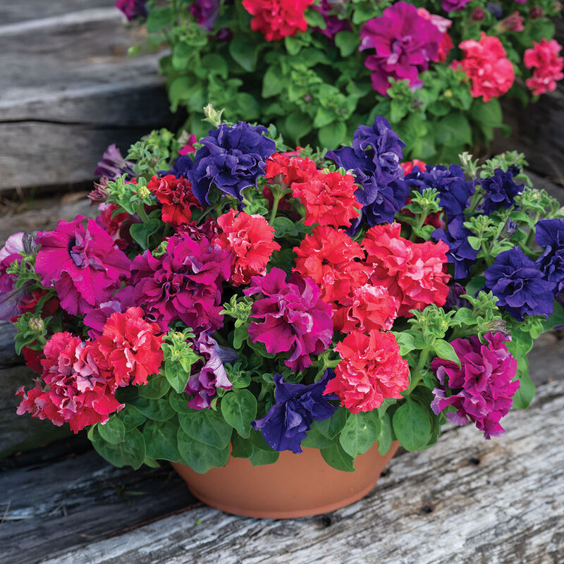 Mixed Pelleted Flower seeds for Planting - Bright Blooms, Heirloom & GMO Free Seeds for Home Garden