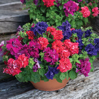 Mixed Pelleted Flower seeds for Planting - Bright Blooms, Heirloom & GMO Free Seeds for Home Garden