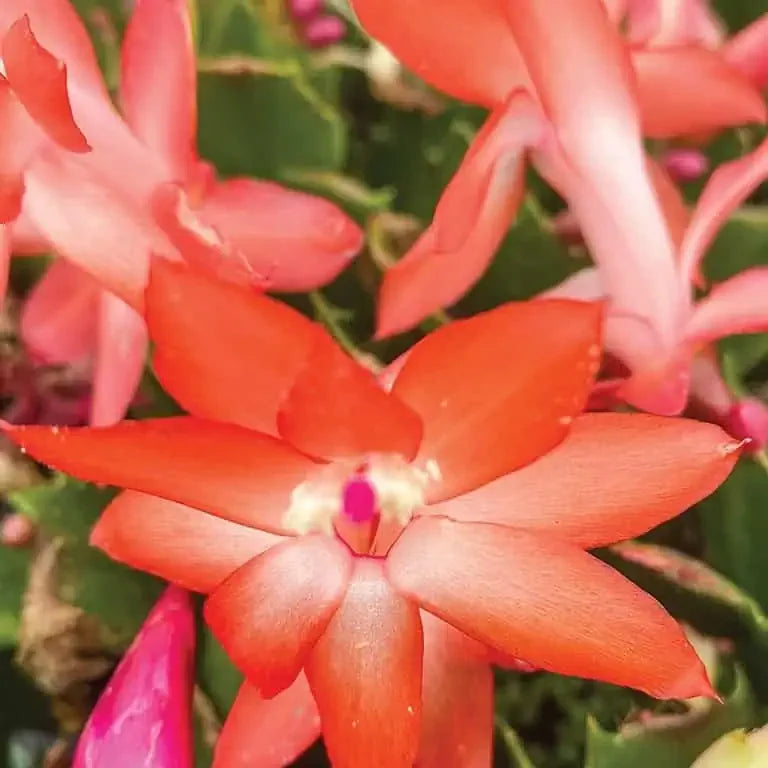 Heirloom Schlumbergera Flower seeds for Planting Easy to Grow Heirloom & GMO Free Seeds for Home Garden
