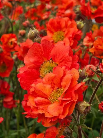 Geum Flower Planting Seeds  Vibrant Perennial Blooms for Your Garden