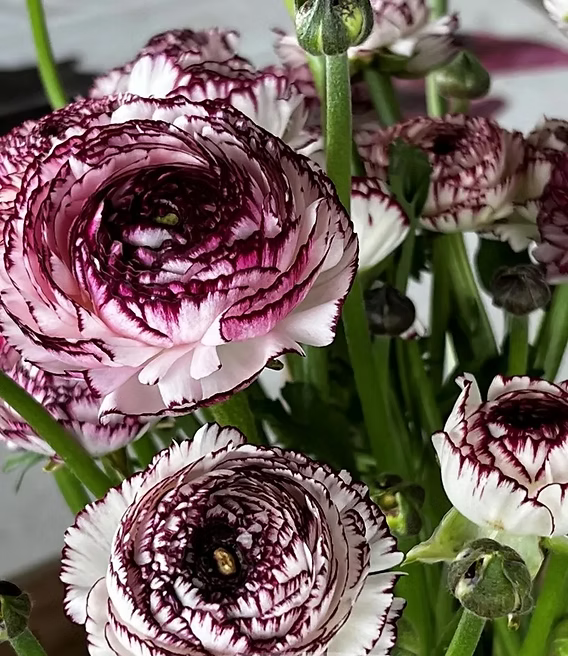 Brown Shade Japanese ranunculus Flower seeds for Planting - Fragrant Blossoms, Heirloom & GMO Free Seeds for Home Garden