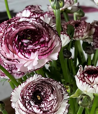 Brown Shade Japanese ranunculus Flower seeds for Planting - Fragrant Blossoms, Heirloom & GMO Free Seeds for Home Garden