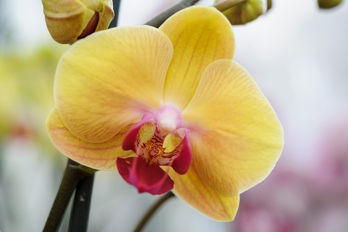 Butterfly Orchids Flower Seeds Yellow Planting