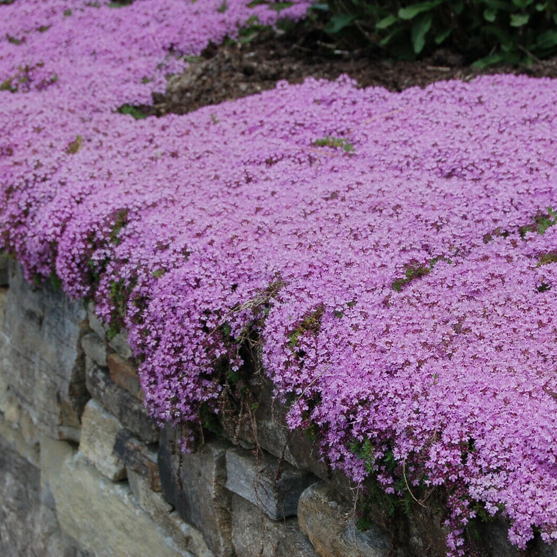 Creeping Thyme Thymus serpyllum Seeds for Planting in Flower Bed and Herb Garden