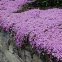 Creeping Thyme Thymus serpyllum Seeds for Planting in Flower Bed and Herb Garden