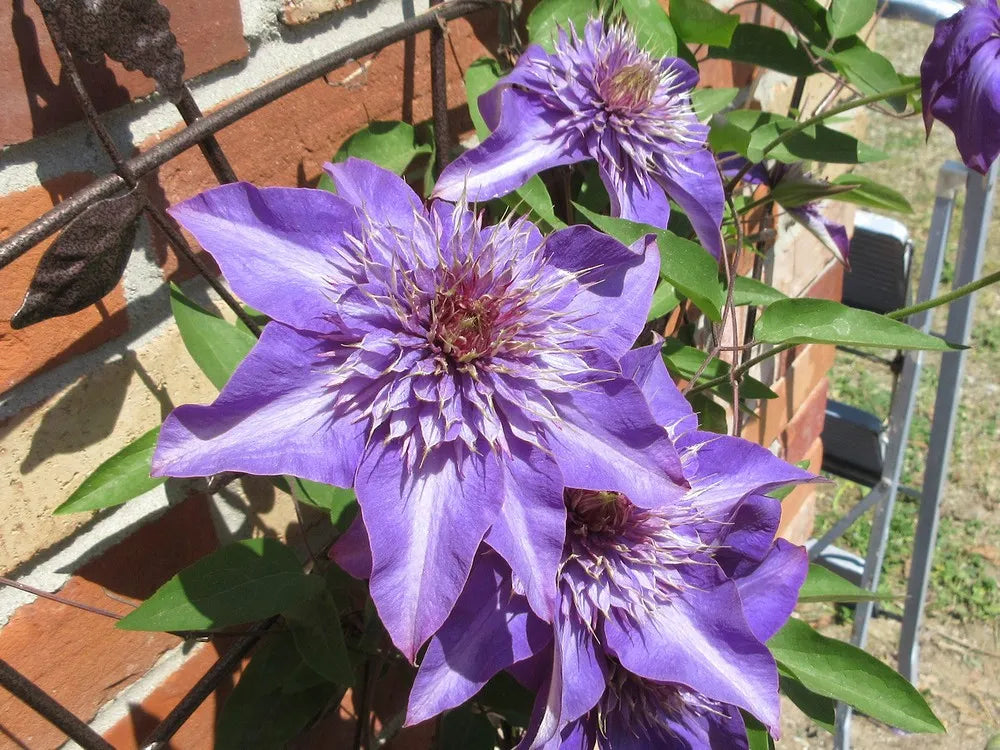 Purple Clematis Flower seeds for Planting - Fragrant Blossoms, Heirloom & GMO Free Seeds for Home Garden