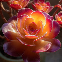 Brown Succulent Flower seeds for Planting Colorful Display Heirloom & GMO Free Seeds for Home Garden