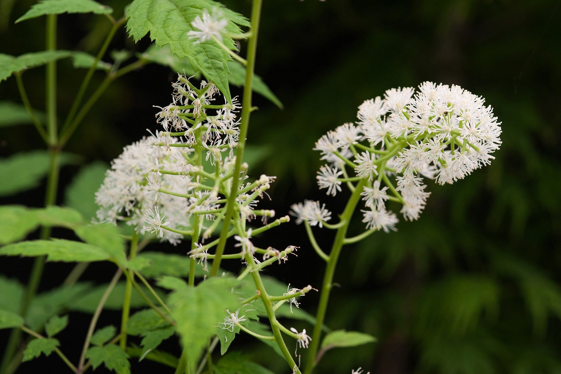Actaea Pachypoda Flower seeds for Planting Low Maintenance Heirloom & GMO Free Seeds for Home Garden
