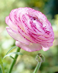 White Pink Ranunculus Flower Seeds – Pollinator Friendly Heirloom & NonGMO for Home Garden
 
 Sale
