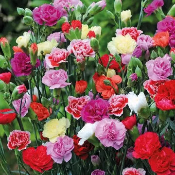 Carnation Flower seeds for Planting - Compact Growth, Heirloom & GMO Free Seeds for Home Garden