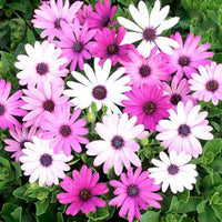 Mixed Dassi Flower seeds for Planting - Perfect for Borders, Heirloom & GMO Free Seeds for Home Garden