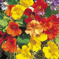 Mixed Tropaeolum Majus Flower Seeds for Planting – Low Maintenance Heirloom & NonGMO Seeds for Home Garden
 
 Sale