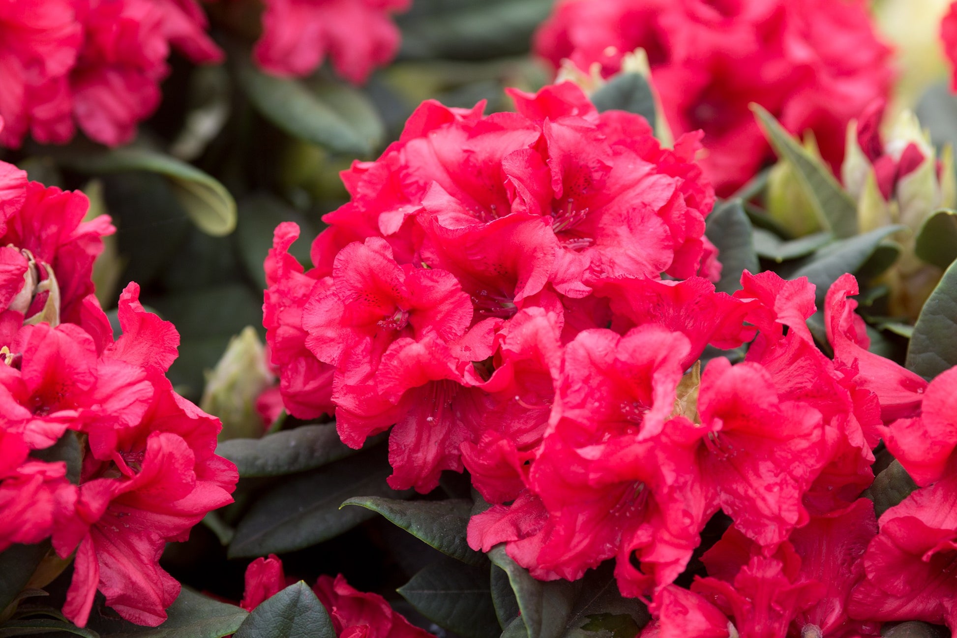Red Rhododendron Seeds for Planting - Perennial Blooms