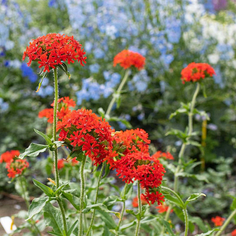 Lychnis Chalcedonica Flower seeds for Planting Colorful Display Heirloom & GMO Free Seeds for Home Garden 
 
 Sale