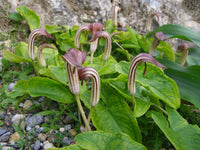 Arisarum Vulgare Seeds for Planting