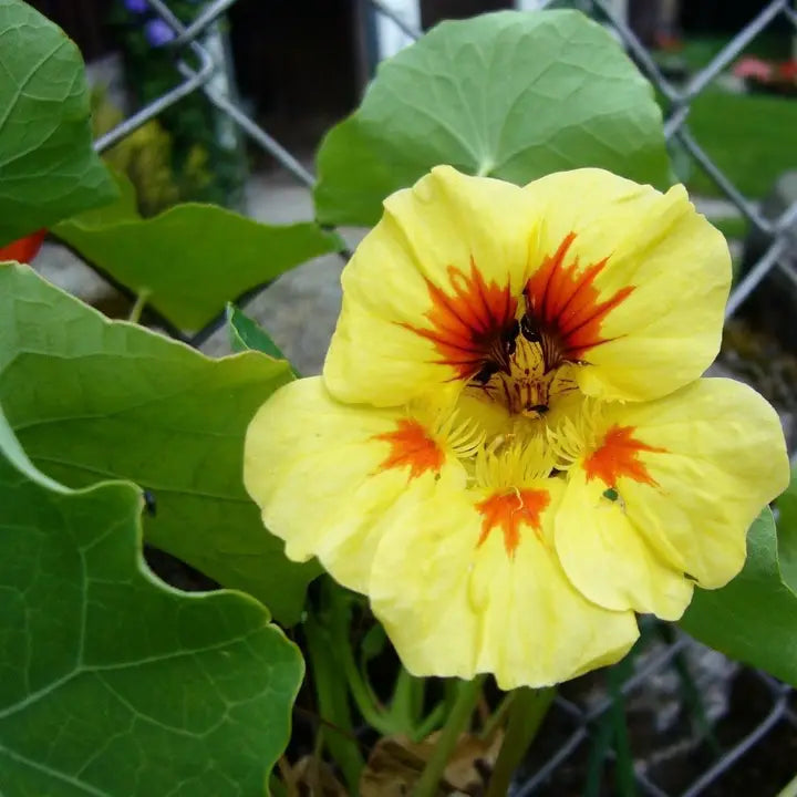 Yellow Peach Nasturtium Flower seeds for Planting Long Bloom Season Heirloom & GMO Free Seeds for Home Garden