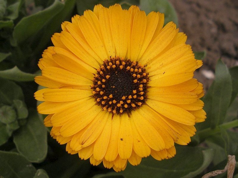 Calendula Officinalis Flower seeds for Planting - Easy to Grow, Heirloom & GMO Free Seeds for Home Garden