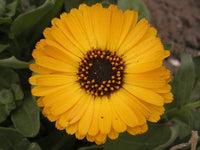 Calendula Officinalis Flower seeds for Planting - Easy to Grow, Heirloom & GMO Free Seeds for Home Garden