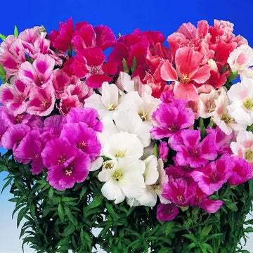 Godetia Flower seeds for Planting - Sun Loving, Heirloom & GMO Free Seeds for Home Garden