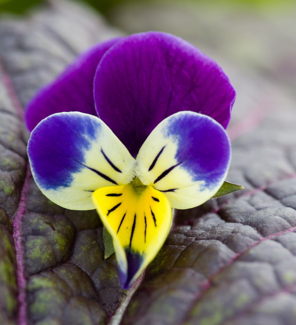 Viola Tricolor Flower seeds for Planting Shade Tolerant Heirloom & GMO Free Seeds for Home Garden