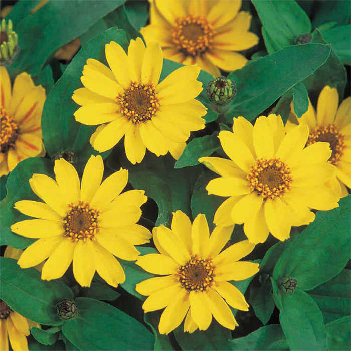 Yellow Profusion Flower seeds for Planting - Shade Tolerant, Heirloom & GMO Free Seeds for Home Garden