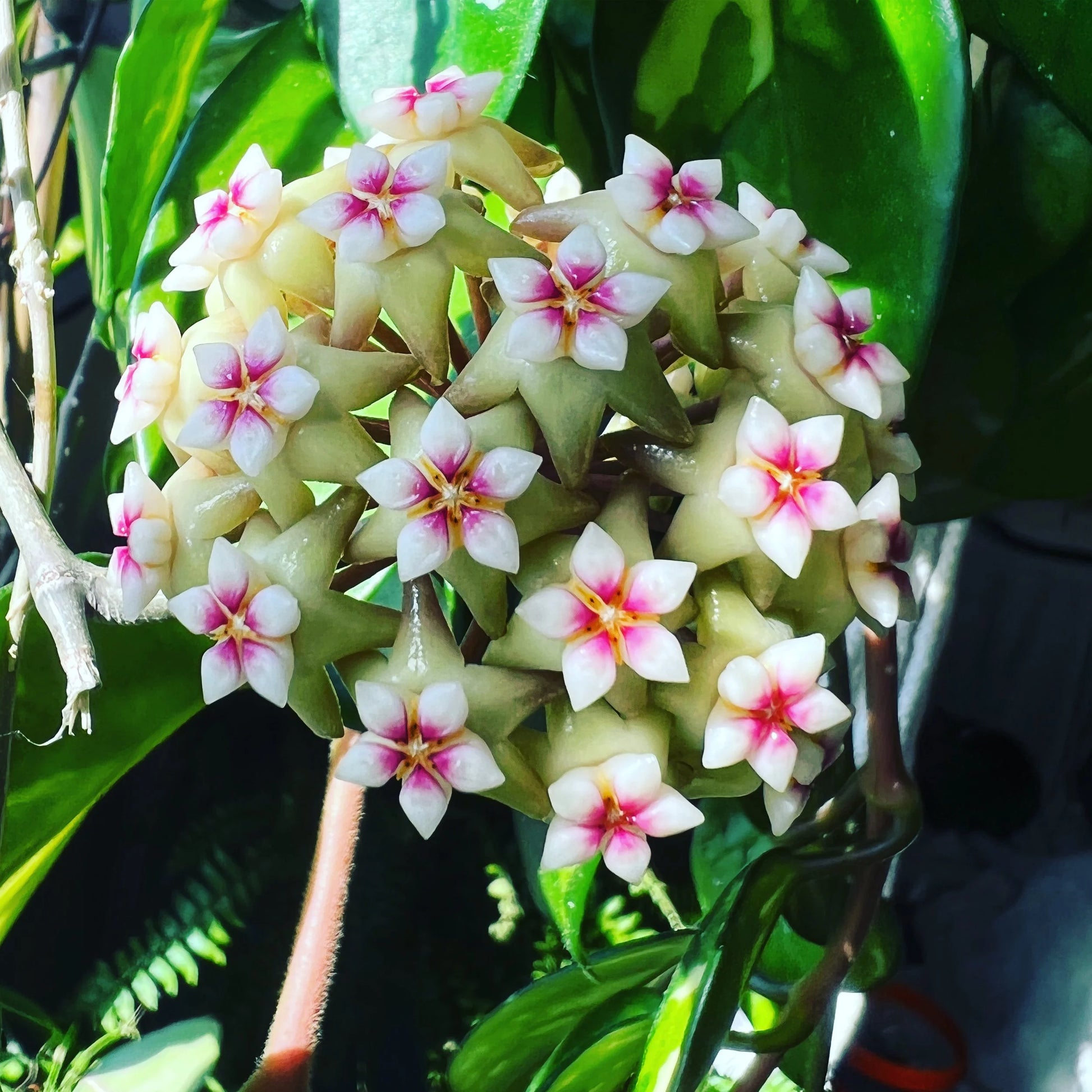 Hoya Carnosa Flower seeds for Planting - Perfect for Borders, Heirloom & GMO Free Seeds for Home Garden