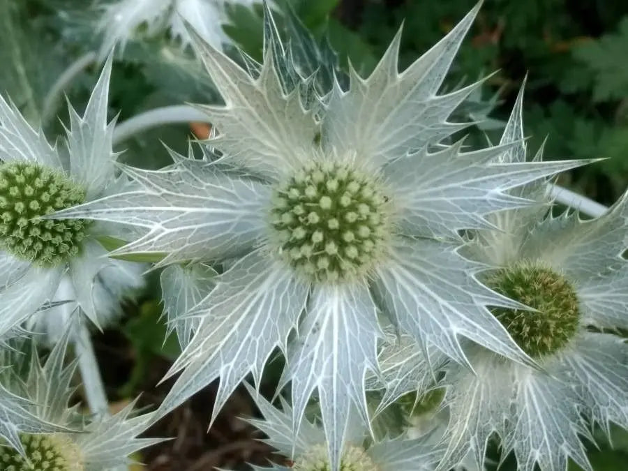 White Eryginum Flower Seeds Planting